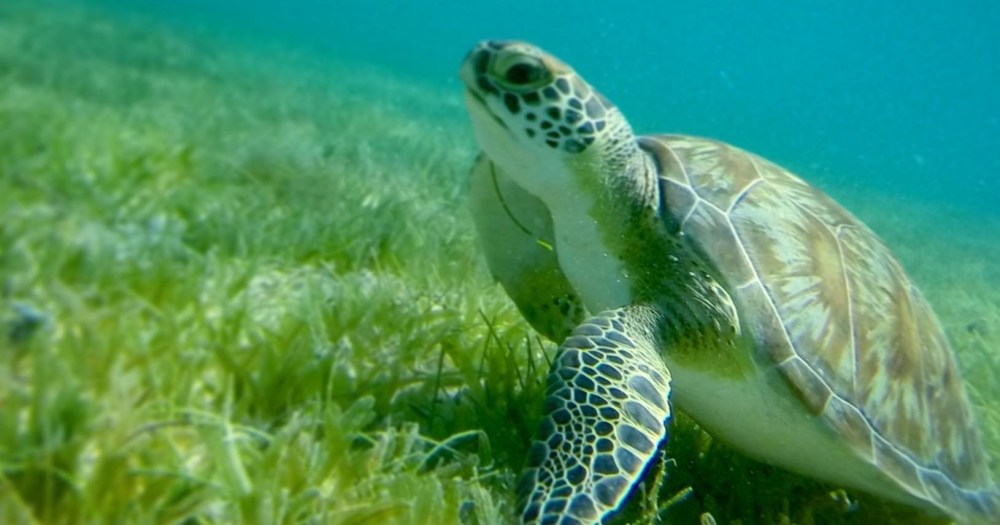 a turtle swimming under water
