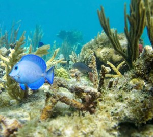 underwater view of a coral