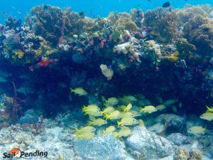 underwater view of a coral