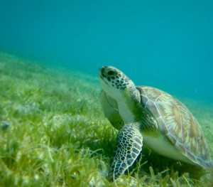 a turtle swimming under water