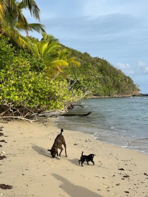 a dog walking on a sandy beach