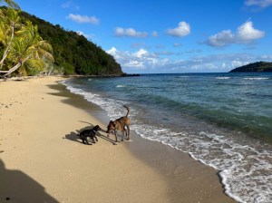 a group of people on a beach near a body of water