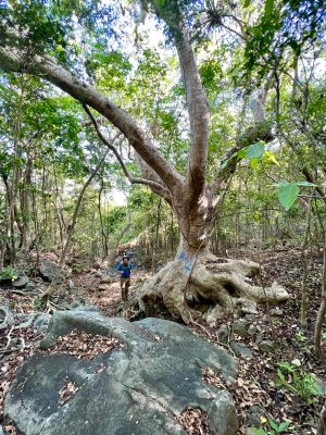 a group of people standing next to a tree
