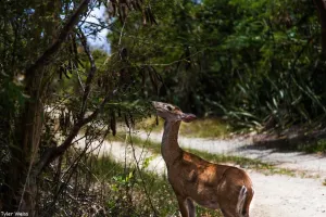 a giraffe standing next to a forest