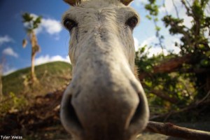 a close up of an animal