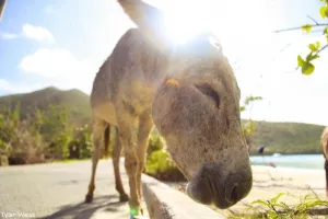 a cow is standing in the grass