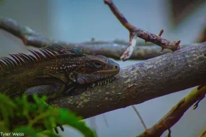a lizard on a branch