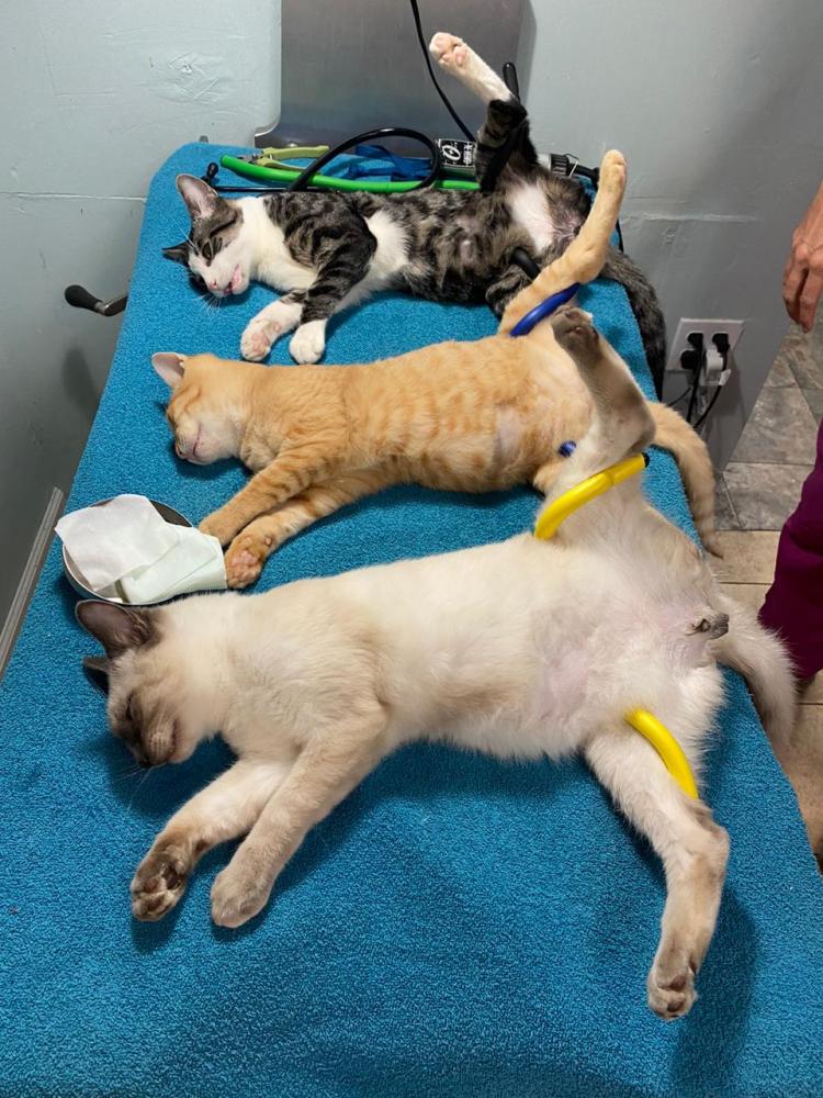 a dog lying on a pile of stuffed animals