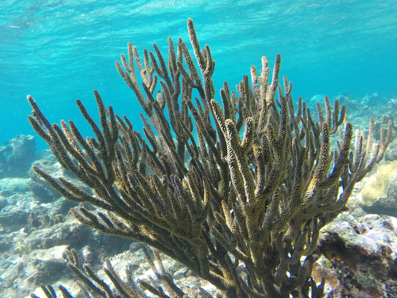 a coral in the water