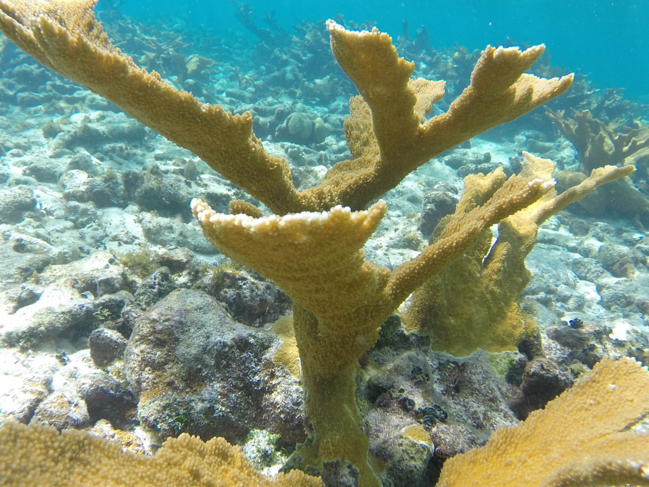 a coral in the water