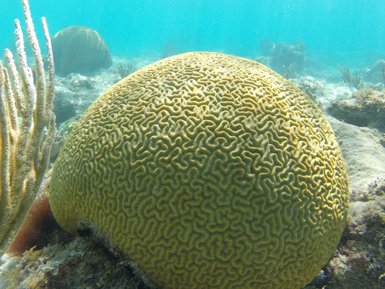 a coral in the water