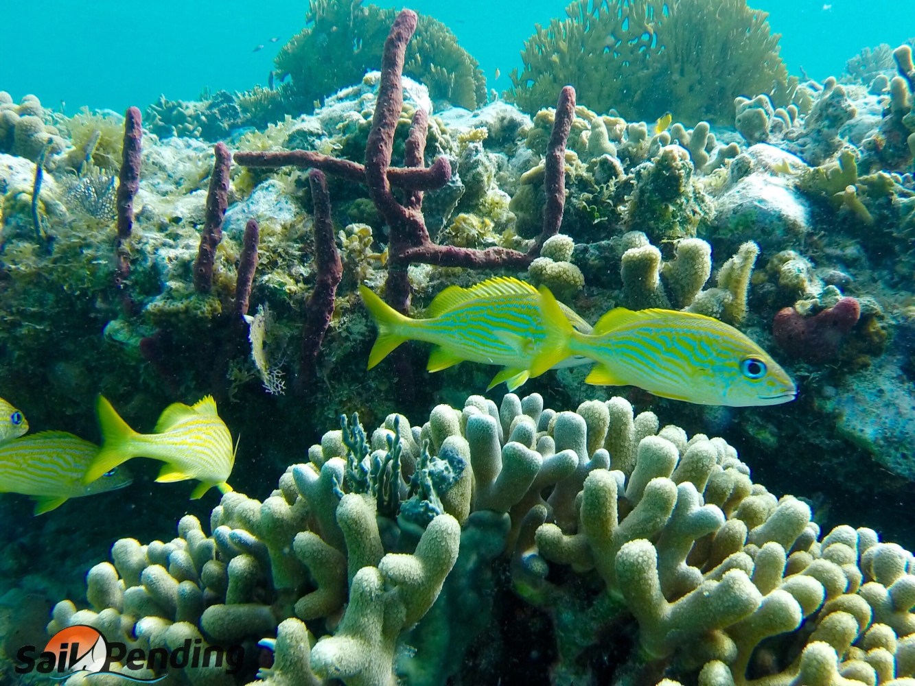 underwater view of a coral