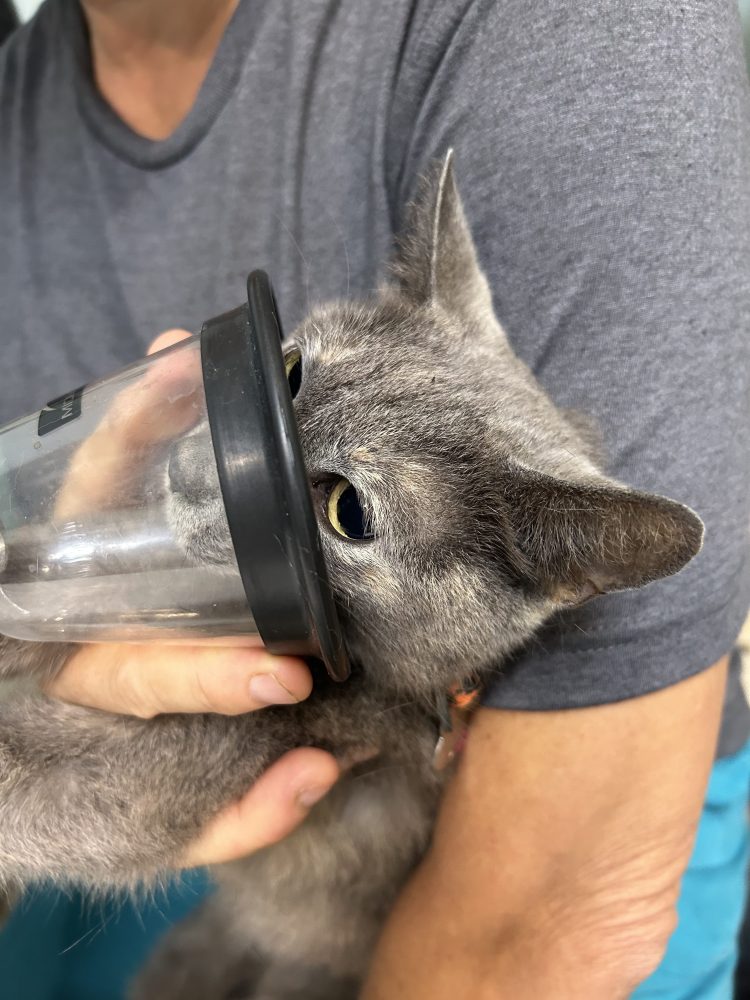 a man holding a cat