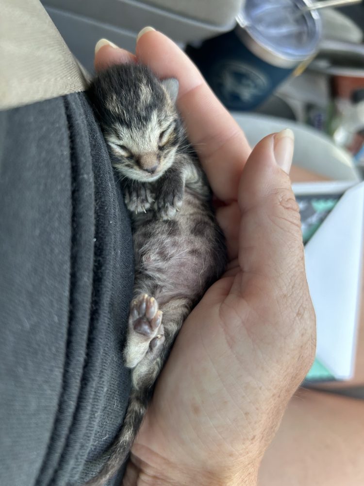 a person holding a cat