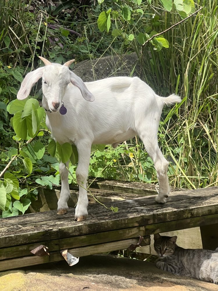 a goat standing on grass