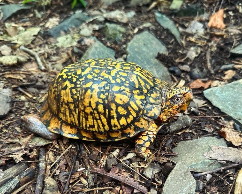 a turtle sitting on a rock