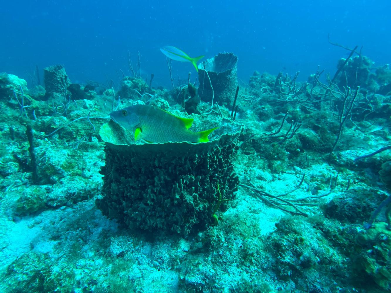 a green underwater