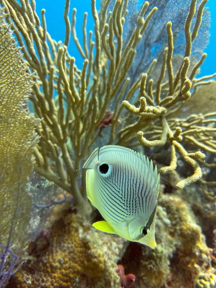 a fish swimming under water