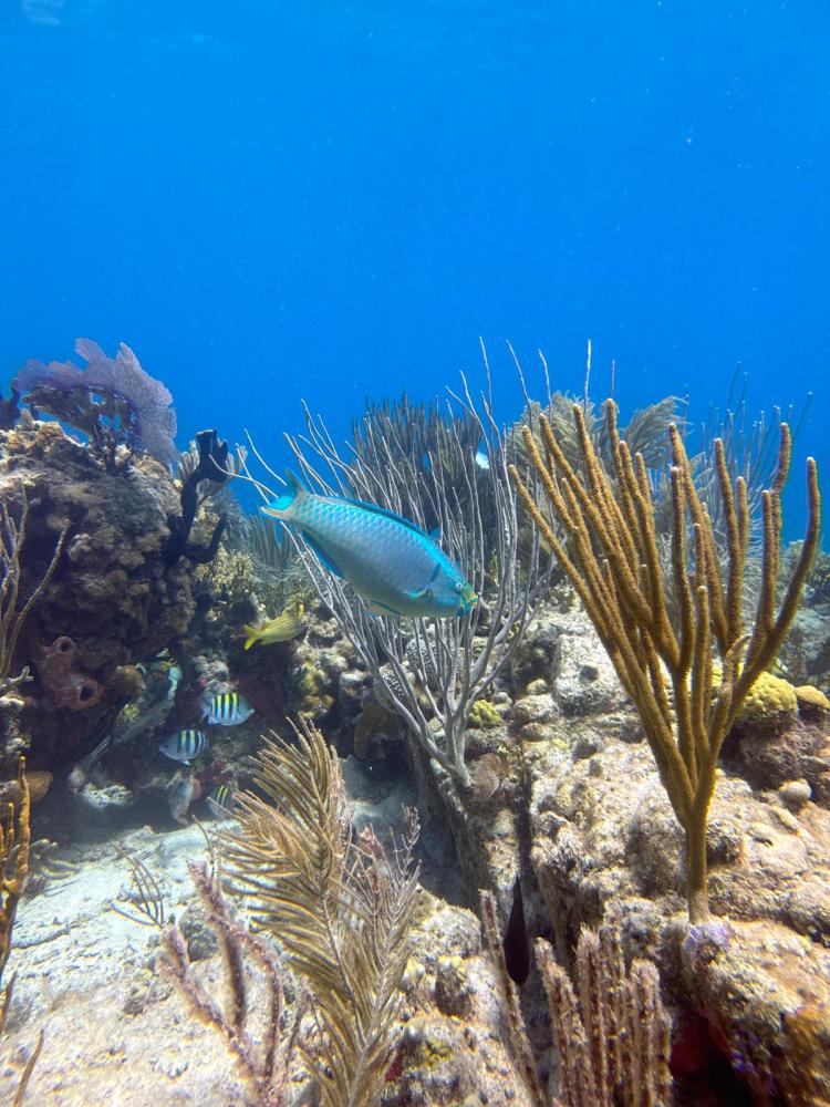 a group of fish in the water