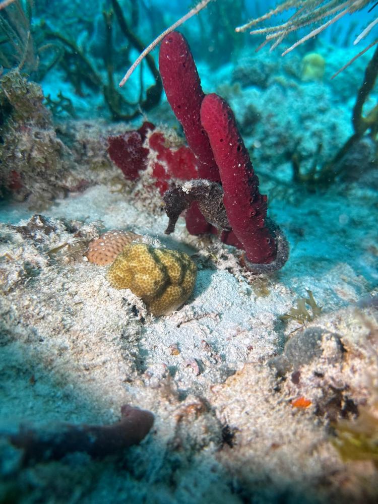 a fish swimming under water