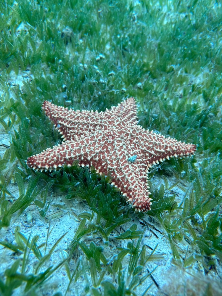 a small brown animal in the water