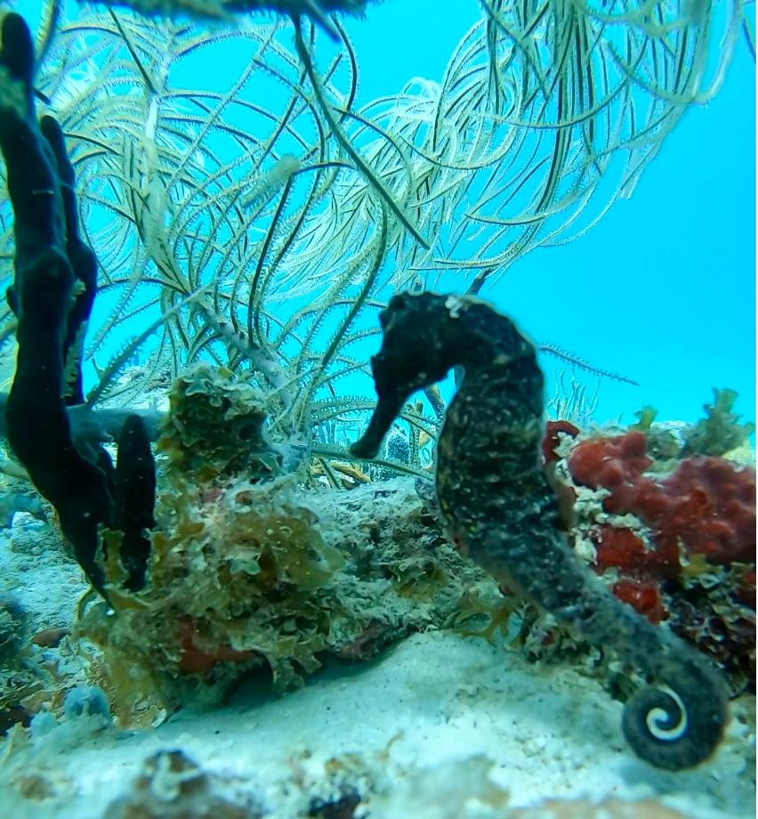 underwater view of a bird