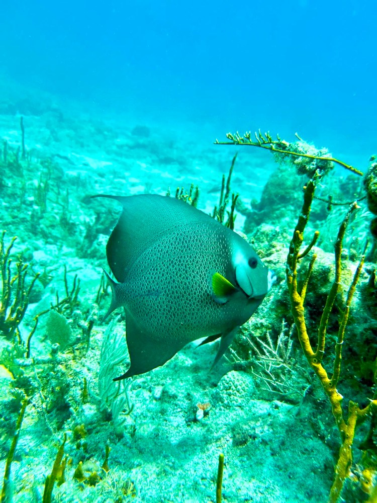 a fish swimming under water