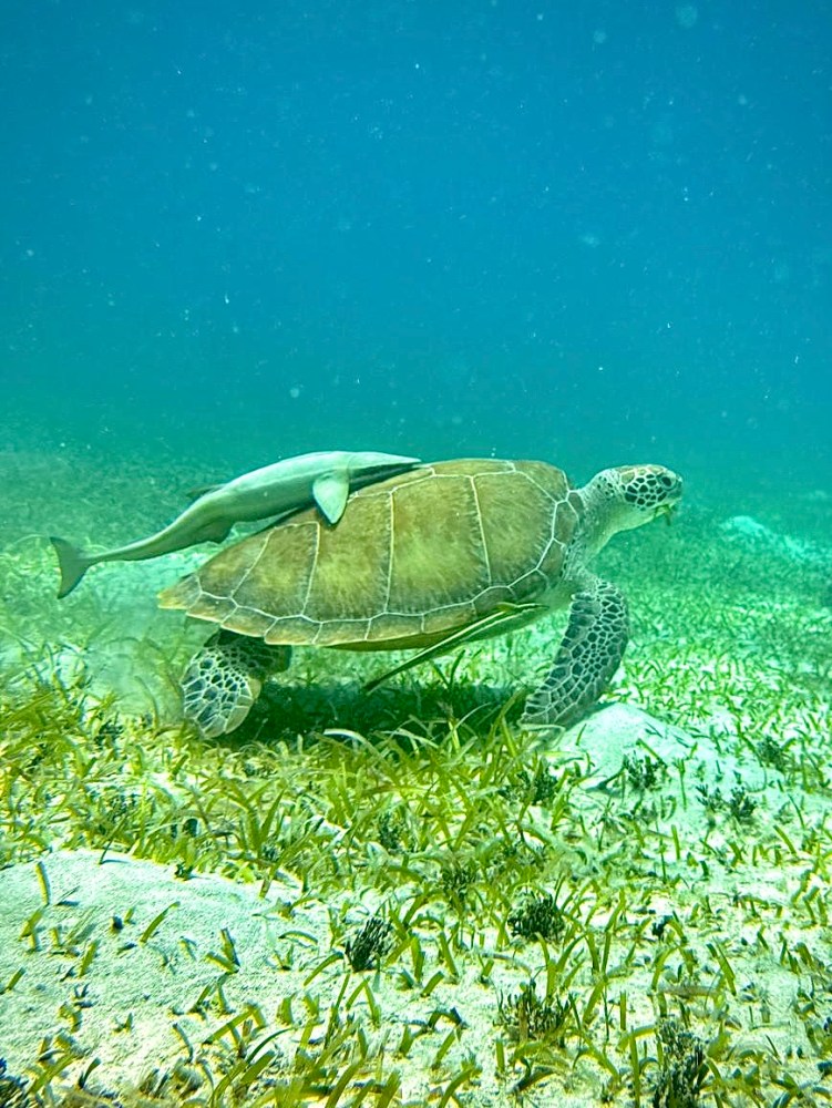 a turtle swimming under water