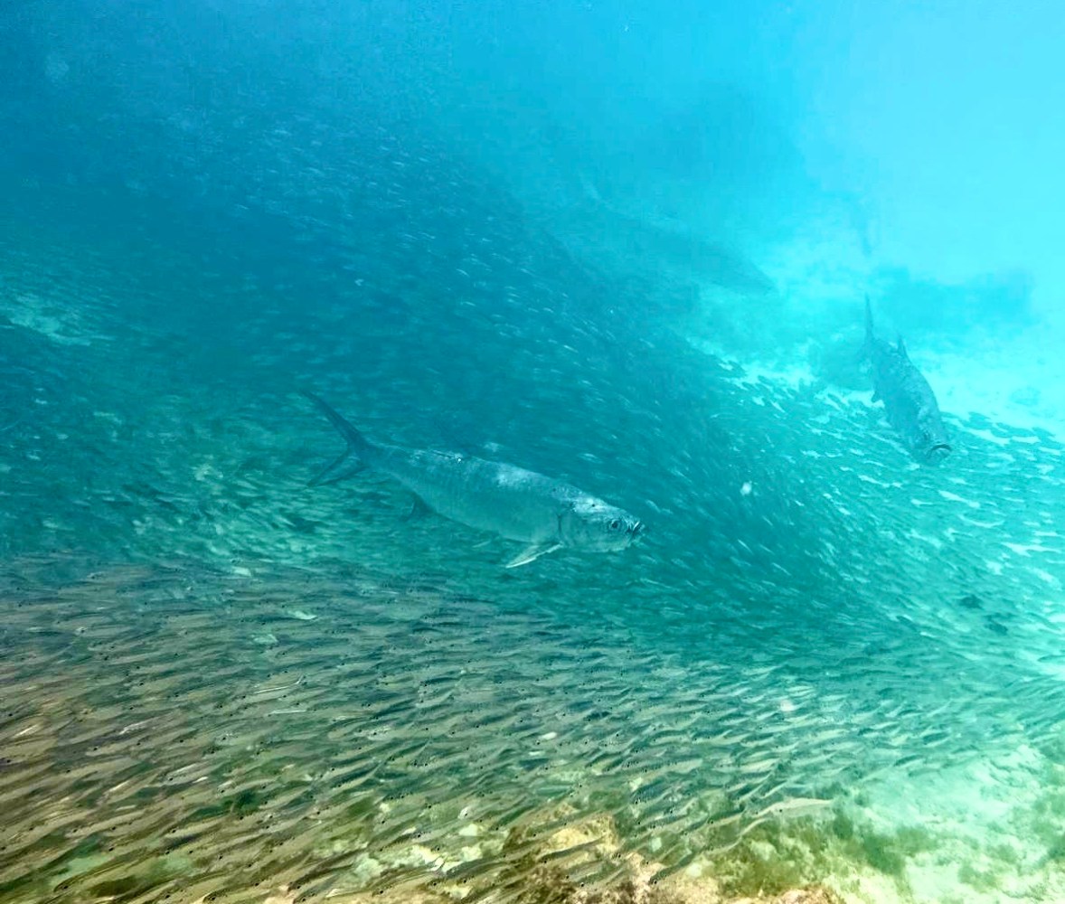 a fish swimming under water