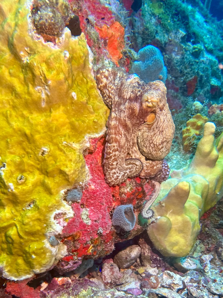 a close up of a fish