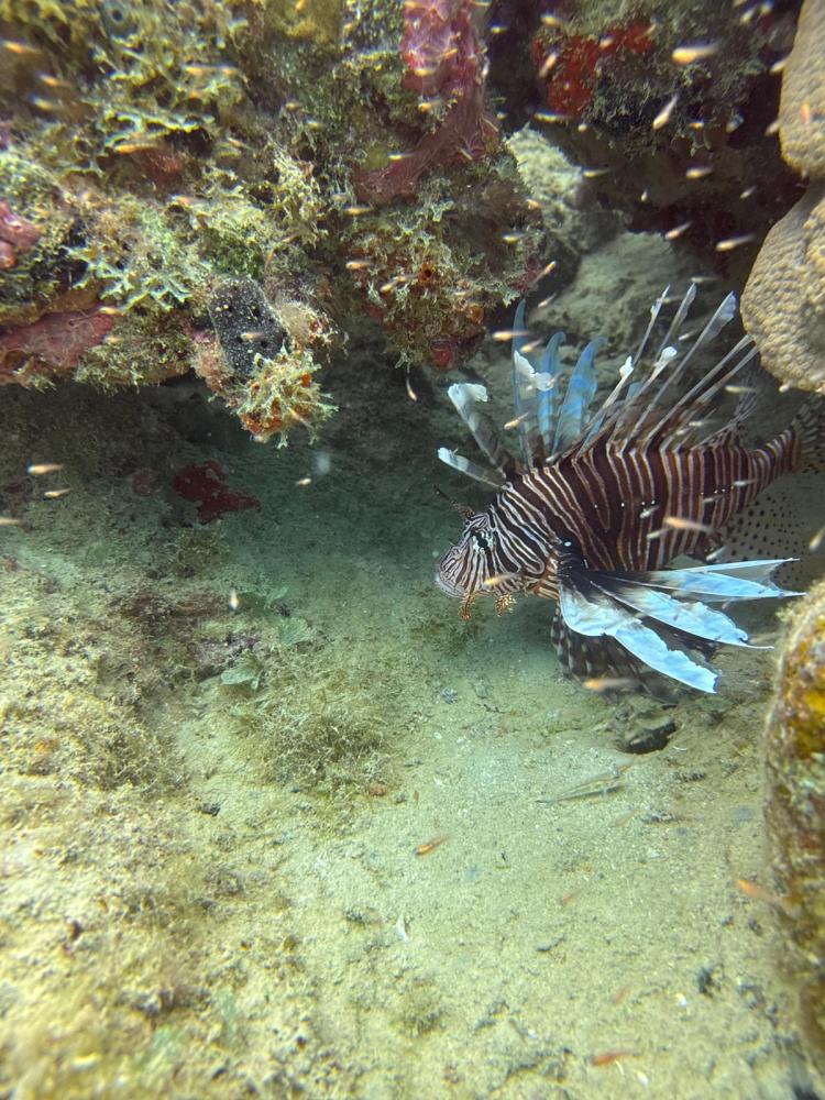 a group of fish in the water