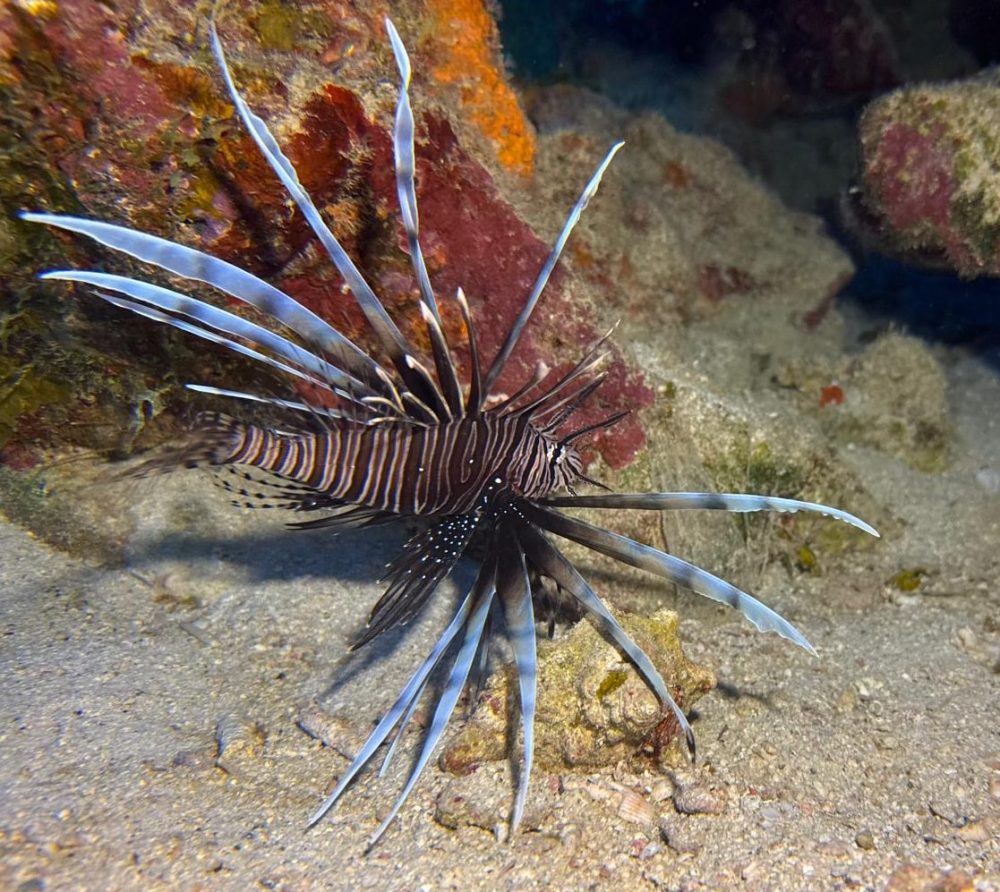 a close up of a coral