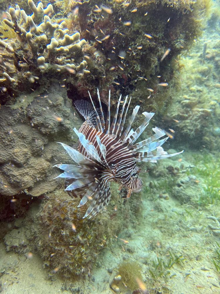 a close up of a lion fish