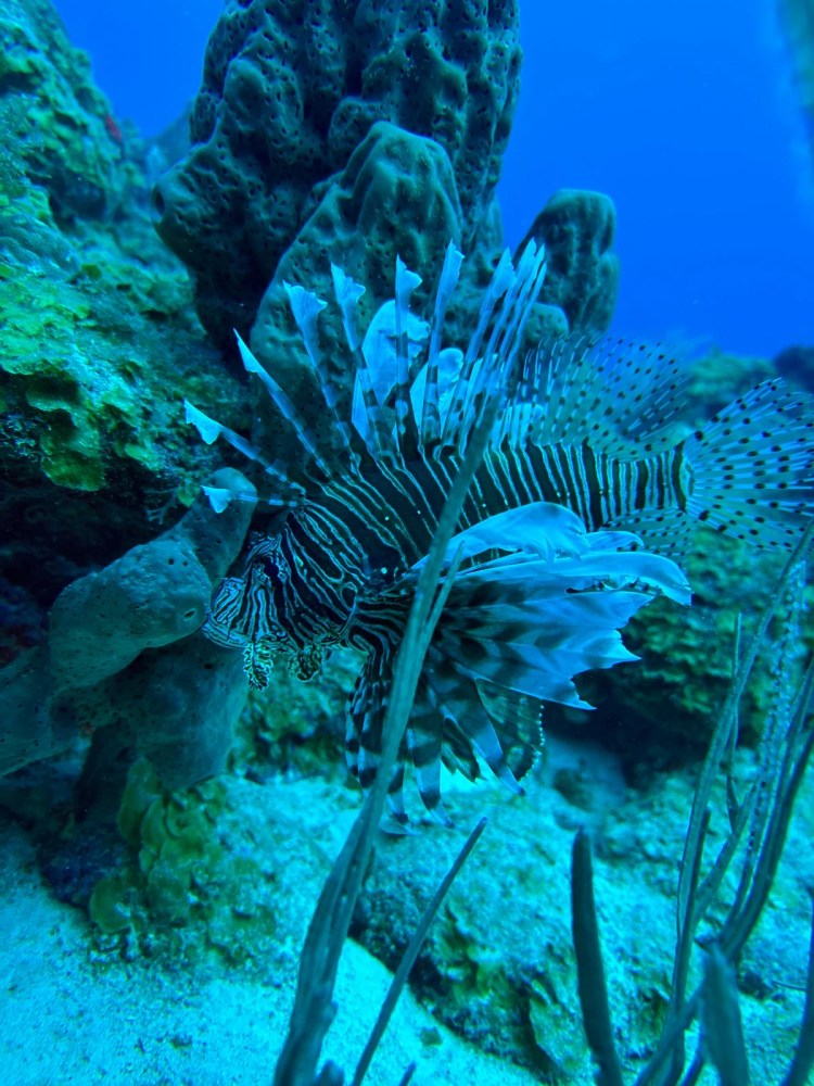 a group of fish in the water