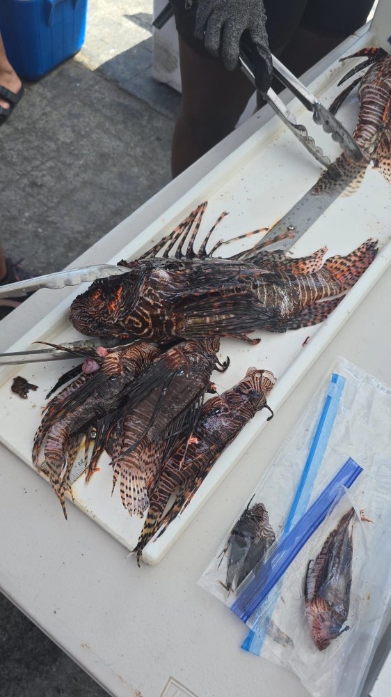 Person cleaning lionfish with tongs on a table outdoors.