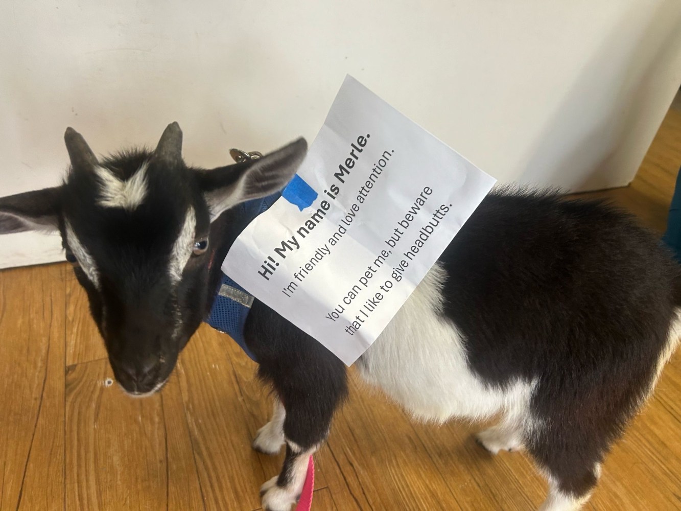 Goat with a note on its back, standing on wooden floor indoors.