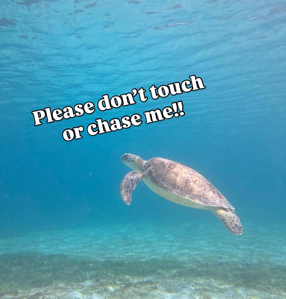Sea turtle swimming underwater with text: 'Please don't touch or chase me!!'