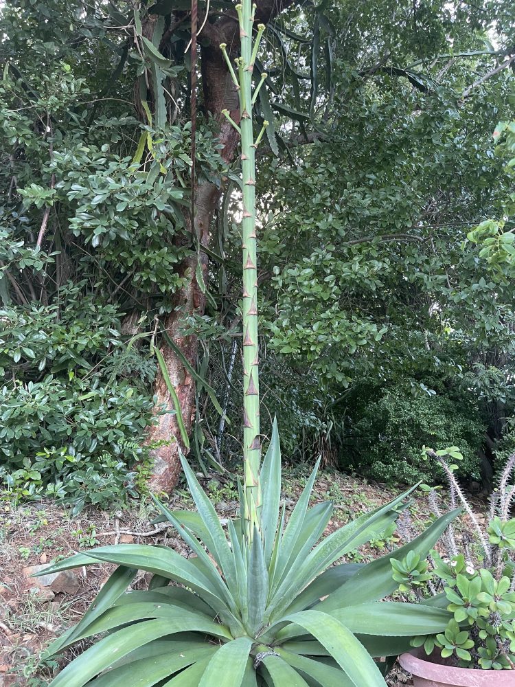 Tall agave plant with thick green leaves and central stalk, surrounded by lush green foliage.