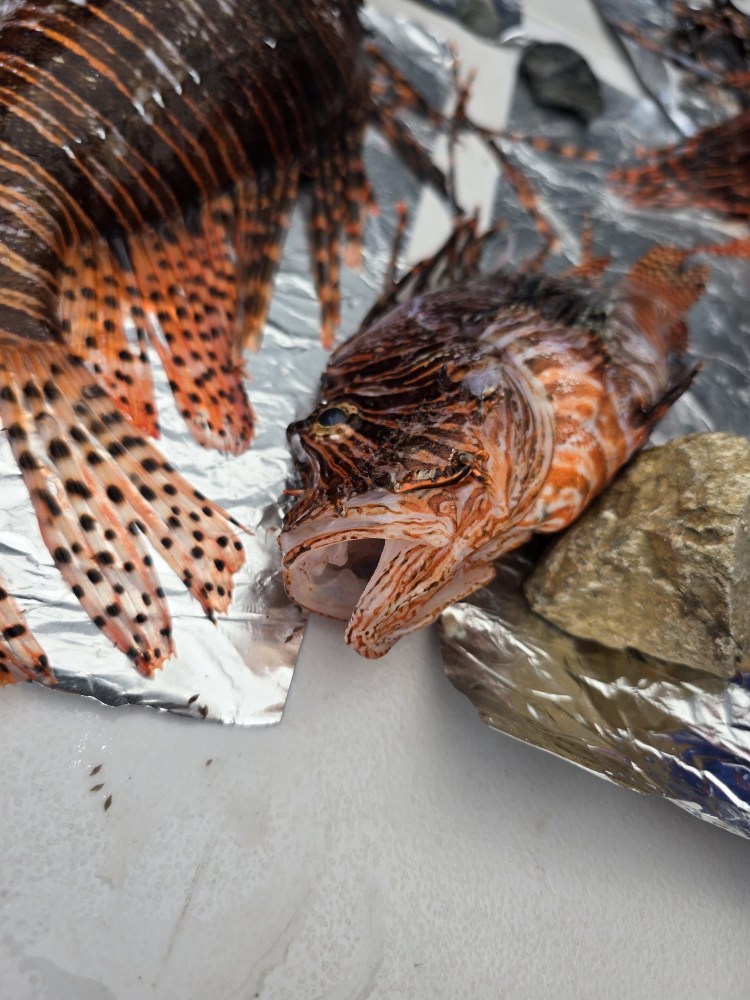Two lionfish with striped fins on aluminum foil near rocks.