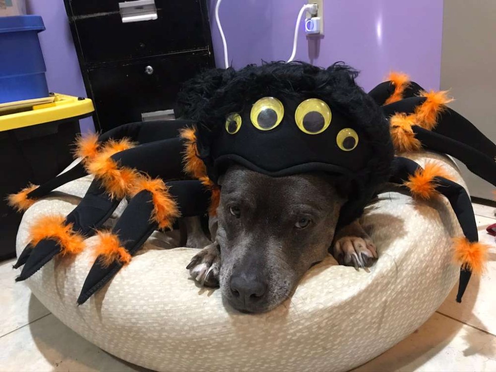 Dog wearing a spider costume with googly eyes and fluffy orange accents, lying in a pet bed.