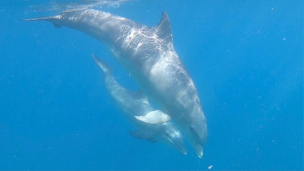 Two dolphins swimming underwater in clear blue water.