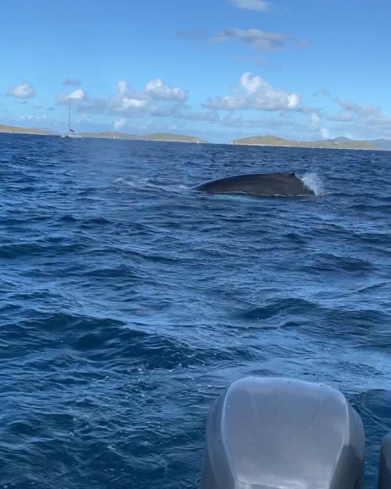 Whale surfacing in ocean near a boat with distant sailboats and hilly islands under blue sky.