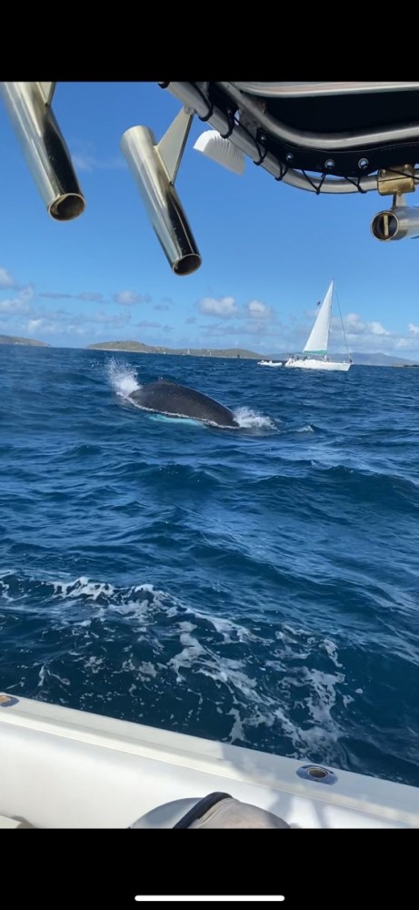 Whale fin emerging from ocean, sailboat in distance, view from boat.