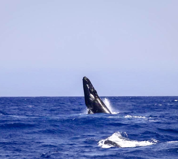 Whale breaching out of the ocean with another whale in the foreground.