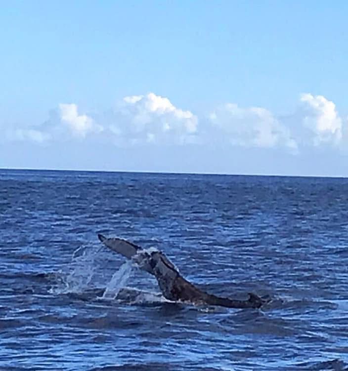 Whale tail emerging from the ocean against a backdrop of blue sky and clouds.