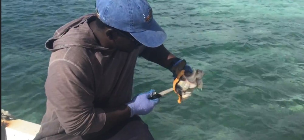 Person on boat cleaning a fish over clear water.